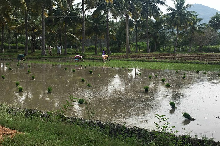 Nannilam Organic Farm in Vellore - Vellore Ads