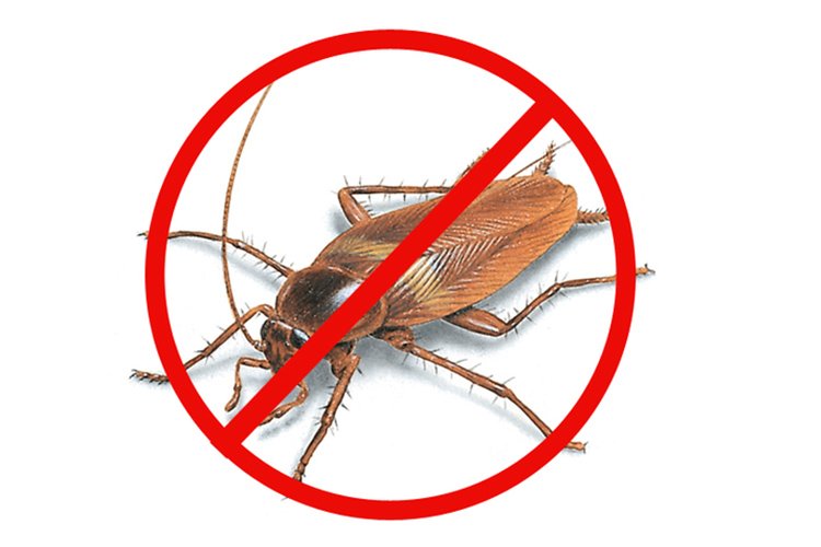 Dexter Pest Control Services in Vellore - Vellore Ads