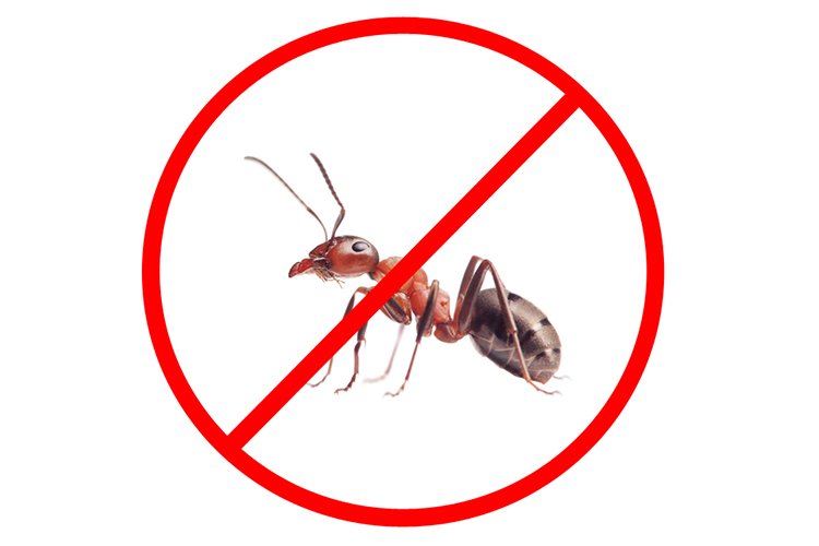 Dexter Pest Control Services in Vellore - Vellore Ads