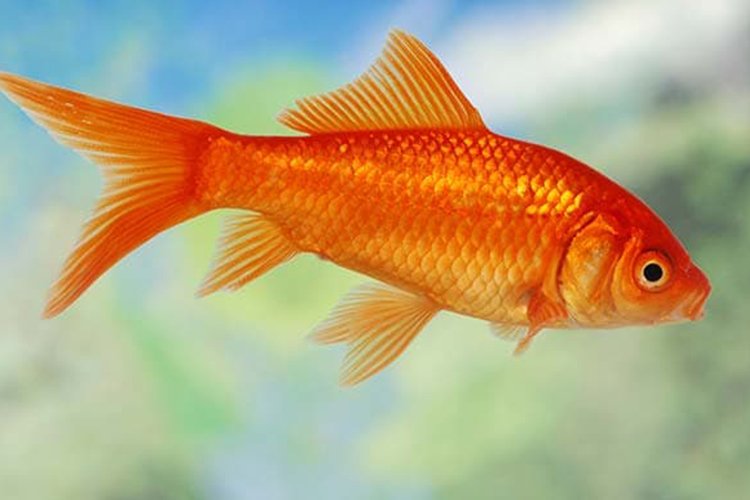 Blues and green aquarium vellore in Vellore - Vellore Ads