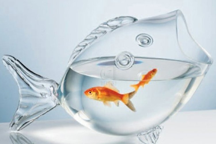 Blues and green aquarium vellore in Vellore - Vellore Ads